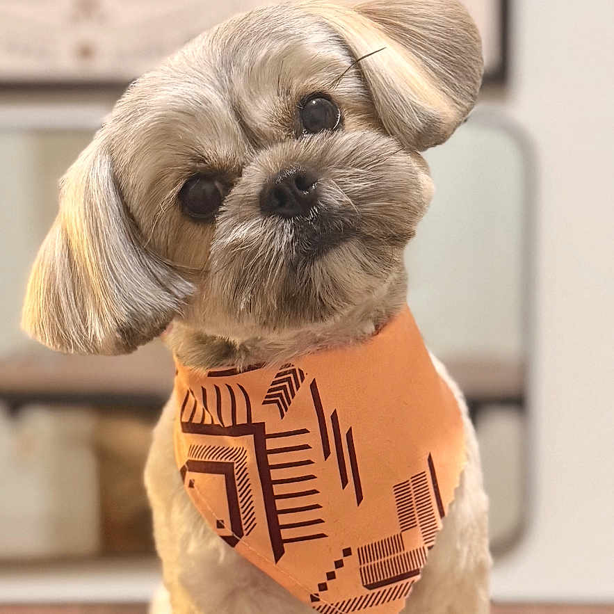 Maverick
