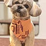 Maverick joined the competition — help win amazing prizes! dog, small_dog, bandana, orange_bandana, cute, fluffy, pet, indoor, carpet, portrait, sitting, curious, adorable, fur, animal, companion, domestic_animal, head_tilt, mammal, closeup