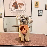 Maverick joined the competition — help win amazing prizes! dog, small_dog, bandana, pet, groomed, cute, indoor, table, portrait, animal, fur, head_tilt, looking_at_camera, decor, wall_art, framed_pictures, logo, brown, orange, friendly