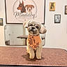 dog, small_dog, bandana, pet, groomed, cute, indoor, table, portrait, animal, fur, head_tilt, looking_at_camera, decor, wall_art, framed_pictures, logo, brown, orange, friendly