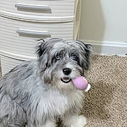 Max is registered to the contest to win money with this photo: dog, pet, indoor, carpet, toy, playful, fluffy, gray, white, furniture, drawer, cute, animal, canine, small_dog, household, floor, mammal, domestic, companion
