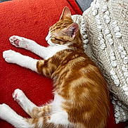 Edgar a rejoint le concours — aidez-le/la à gagner de superbes lots ! animal, cat, cozy, cushion, cute, domestic_cat, fur, furniture, indoor, nap, orange_cat, pet, pillow, red_cushion, relaxed, resting, sleeping, textured_pillow, whiskers, white_cat