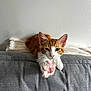 Edgar participe au concours pour gagner de l'argent avec cette photo : blanket, cat, couch, cozy, cute, ears, feline, gray, home, indoor, kitten, nose, orange, paw, pet, pink_paw_pads, relaxed, stretching, whiskers, white