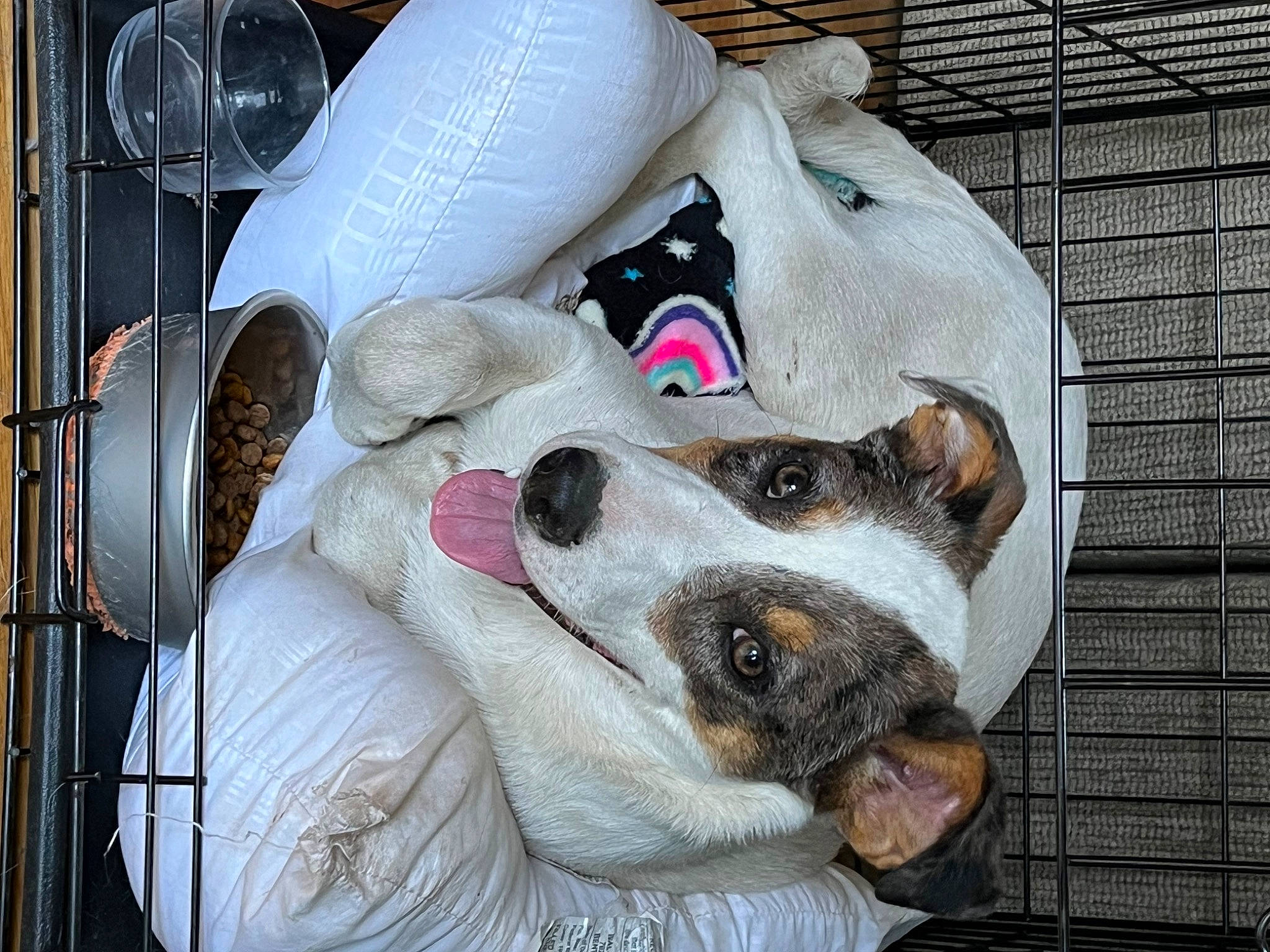 Brinley is registered to the contest to win money with this photo: animal_shelter, bag, canidae, carnivore, collar, comfort, companion_dog, dog, dog_breed, dog_supply, fawn, fur, linens, mechanical_fan, nap, non_sporting_group, pet_supply, sporting_group, whiskers, working_animal