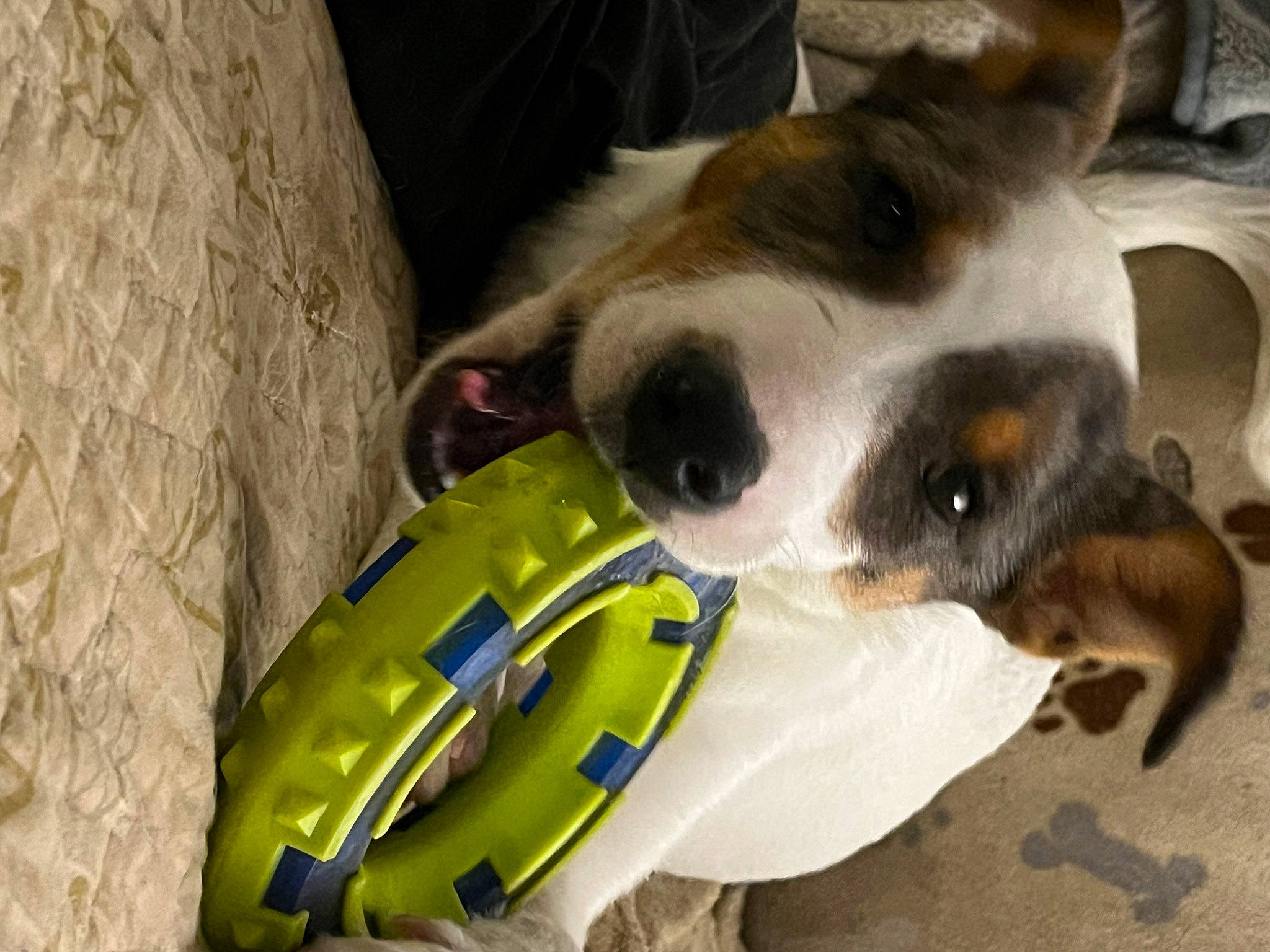 Brinley is registered to the contest to win money with this photo: canidae, carnivore, comfort, companion_dog, dog, dog_bed, dog_breed, dog_supply, dog_toy, fawn, fur, paw, personal_protective_equipment, pet_supply, snout, sporting_group, tennis_ball, toy_dog, whiskers, working_animal