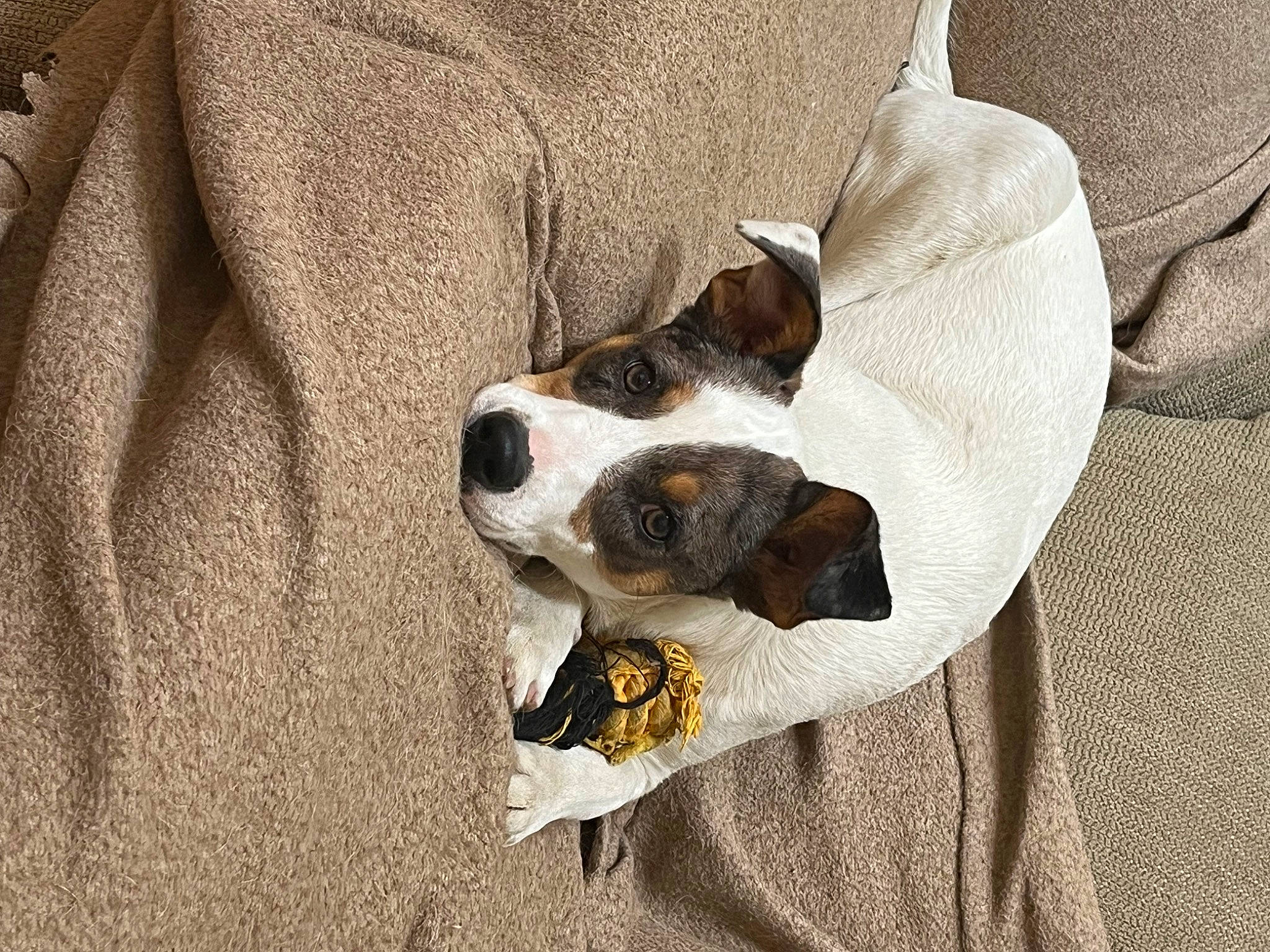 Brinley joined the competition — help win amazing prizes! carnivore, chilean_fox_terrier, collar, comfort, companion_dog, dog, dog_breed, grey, linens, paw, scent_hound, sleeve, whiskers, working_animal