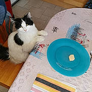 Domino a rejoint le concours — aidez-le/la à gagner de superbes lots ! cat, black_and_white, fluffy, table, chair, plate, butter, napkin, knife, wooden_handle, tablecloth, flamingo_pattern, kitchen, tiles, cabinet, indoor, pet, animal, resting, curious