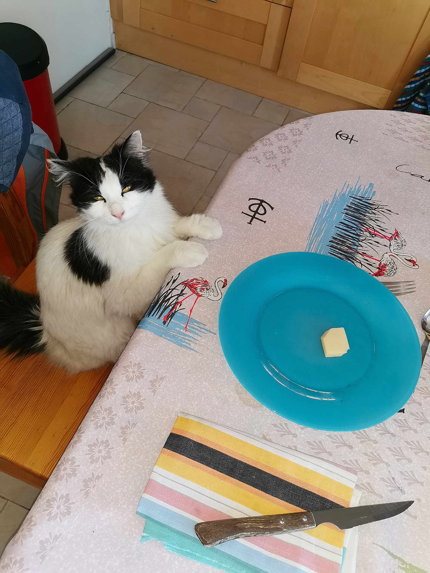 Domino a rejoint le concours — aidez-le/la à gagner de superbes lots ! cat, black_and_white, fluffy, table, chair, plate, butter, napkin, knife, wooden_handle, tablecloth, flamingo_pattern, kitchen, tiles, cabinet, indoor, pet, animal, resting, curious
