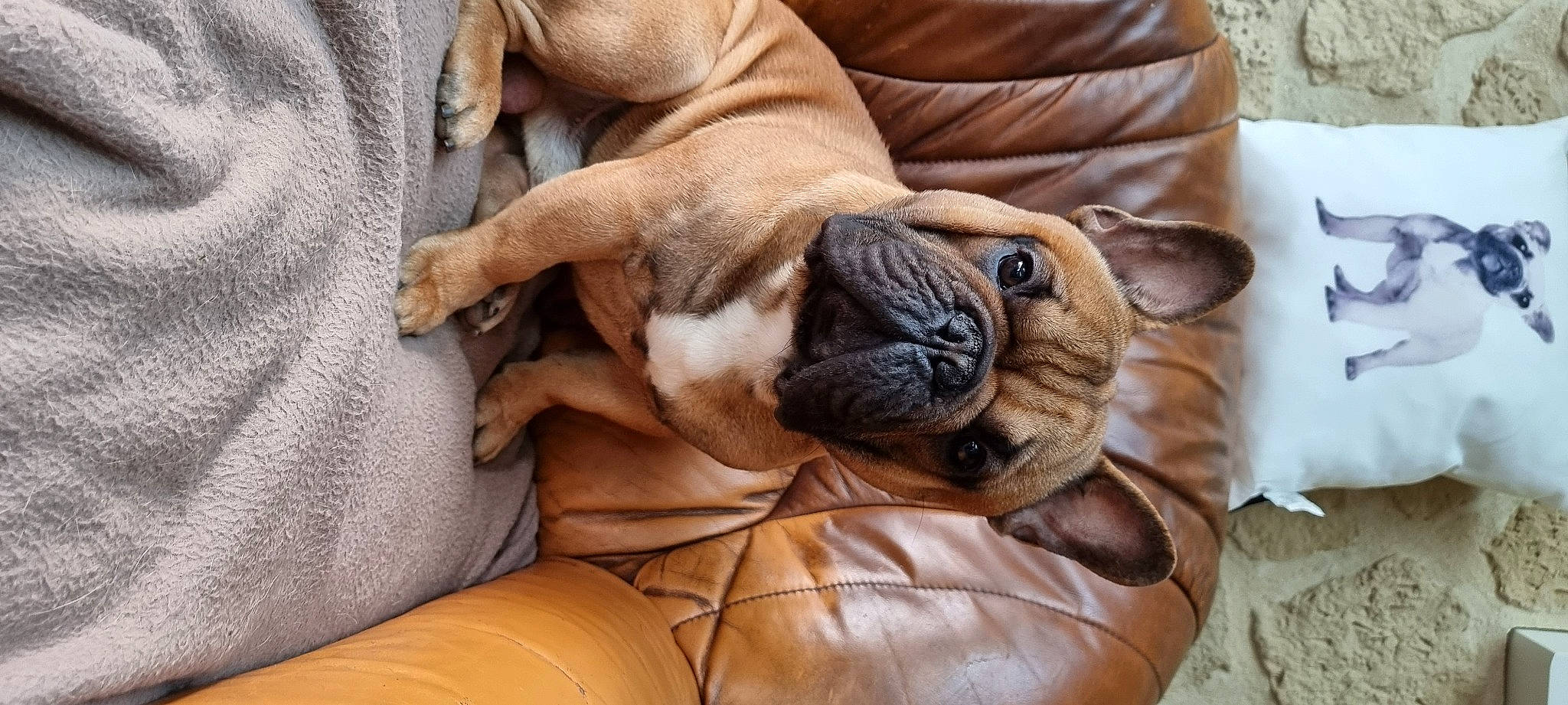 Sirius a rejoint le concours — aidez-le/la à gagner de superbes lots ! bored, bulldog, carnivore, comfort, companion_dog, dog, dog_breed, fawn, felidae, fur, hardwood, pug, snout, sporting_group, toy_dog, vertebrate, whiskers, wood, working_animal, wrinkle