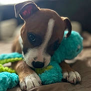 Atlas participe au concours pour gagner de l'argent avec cette photo : puppy, dog, toy, plush_toy, octopus, bed, cozy, brown, white, cute, snuggling, pet, animal, indoor, closeup, paw, fur, playful, sleepy, soft