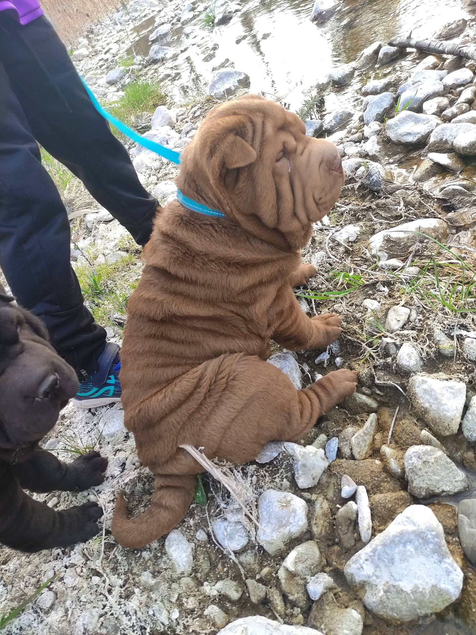 Tiboo a rejoint le concours — aidez-le/la à gagner de superbes lots ! bedrock, big_cats, canidae, carnivore, companion_dog, dog_breed, fawn, felidae, fur, grass, landscape, recreation, rock, snout, soil, sporting_group, terrestrial_animal, wildlife, wood, wrinkle