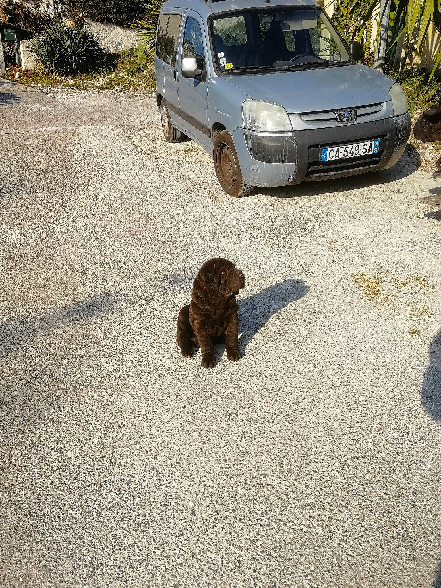 Tiboo participe au concours pour gagner de l'argent avec cette photo : asphalt, automotive_exterior, automotive_mirror, automotive_parking_light, automotive_side_view_mirror, automotive_tire, bumper, car, carnivore, fawn, fender, hood, land_vehicle, plant, road_surface, tire, tread, vehicle, vehicle_registration_plate, wheel