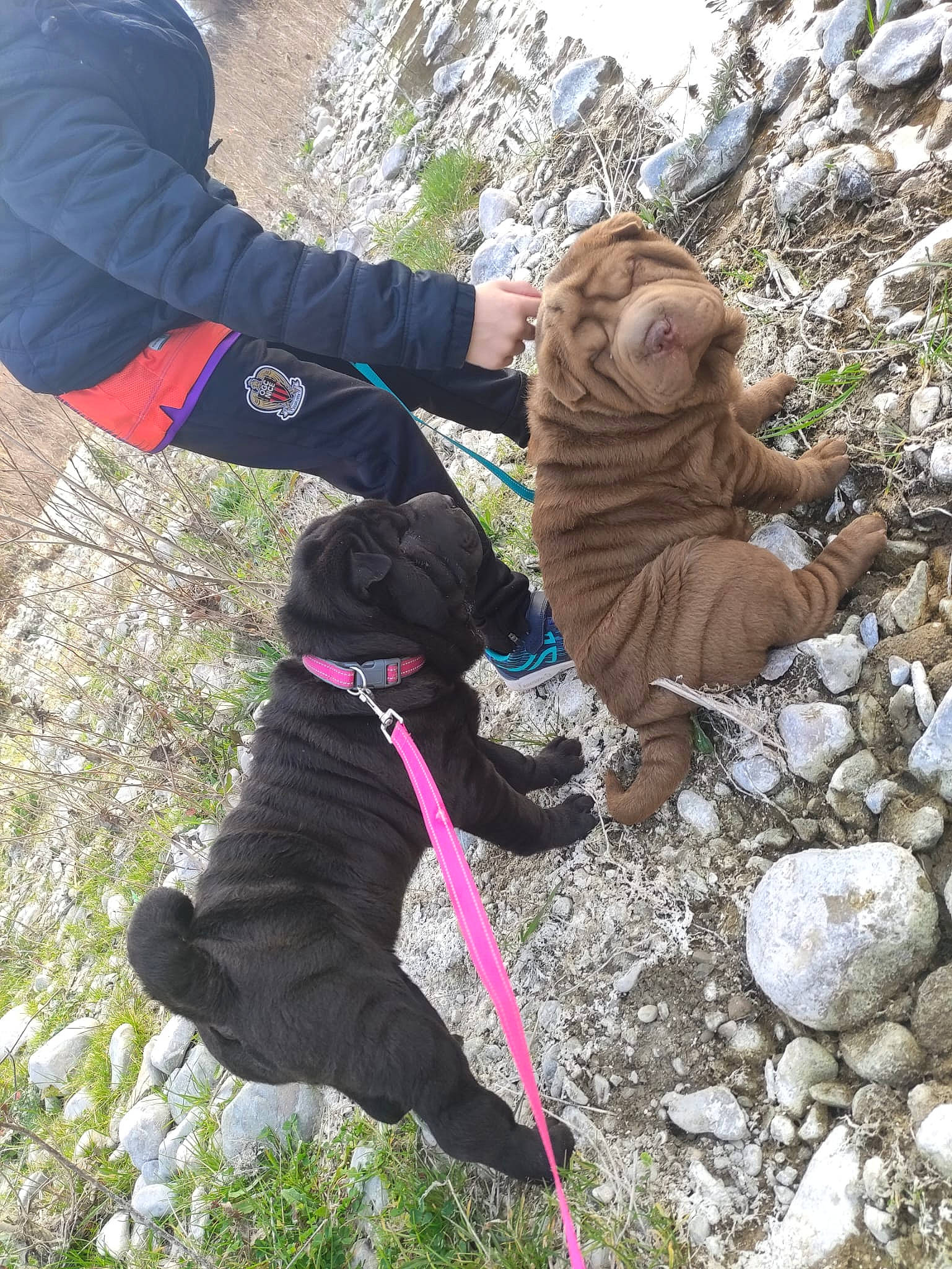 Tiboo participe au concours pour gagner de l'argent avec cette photo : adventure, bedrock, canidae, carnivore, collar, companion_dog, dog, dog_breed, dog_collar, dog_hiking, glove, grass, leash, outdoor_recreation, outerwear, plant, recreation, sporting_group, walking, working_animal