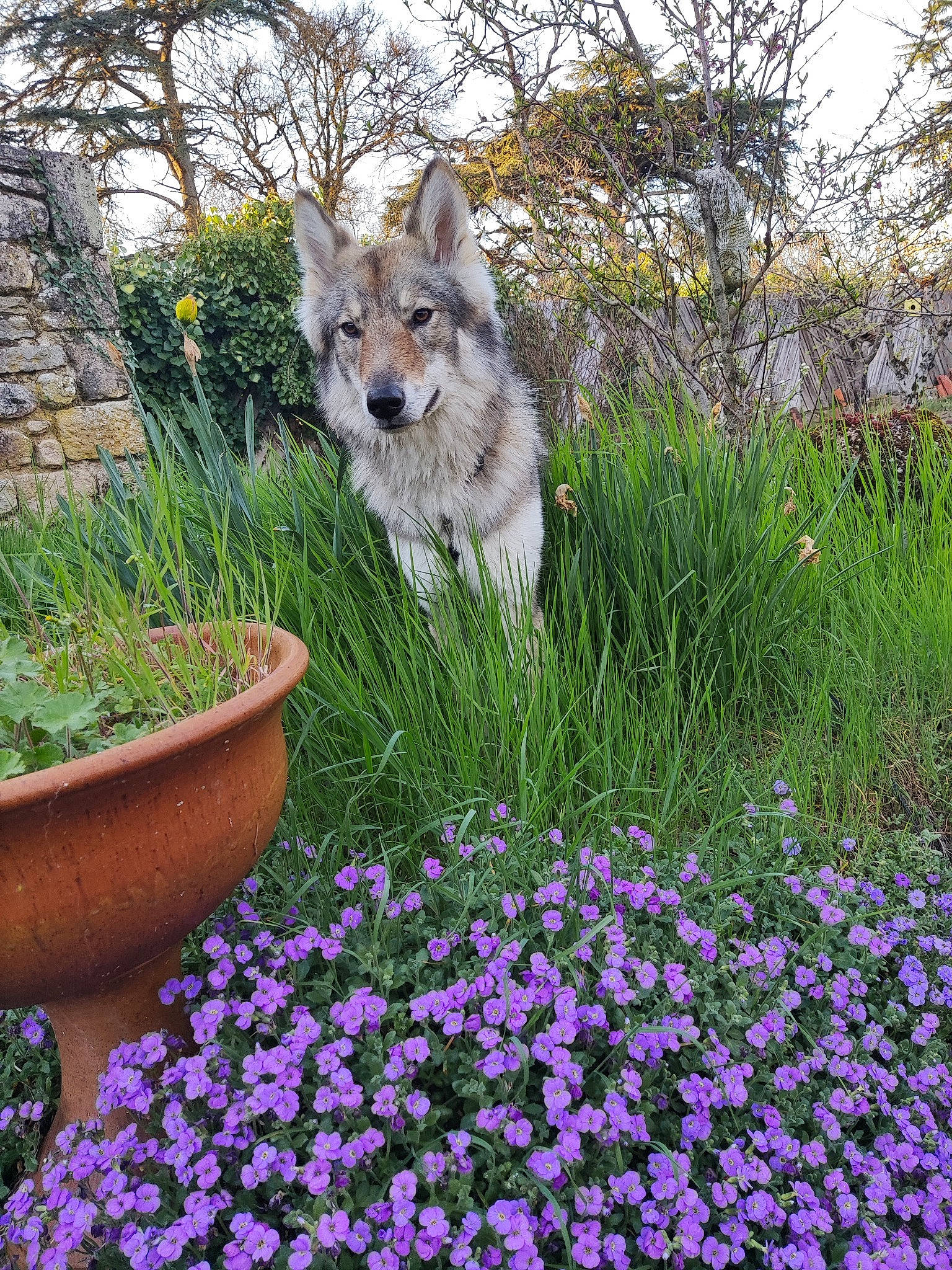 Aya participe au concours pour gagner de l'argent avec cette photo : annual_plant, carnivore, companion_dog, dog, dog_breed, flower, flowering_plant, flowerpot, garden, gardening, grass, grass_family, groundcover, herbaceous_plant, landscape, petal, plant, shrub, tree, wolf