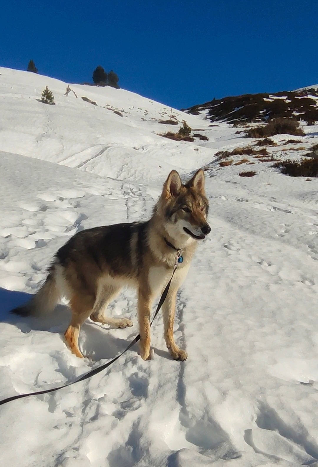 Aya participe au concours pour gagner de l'argent avec cette photo : canidae, canis, carnivore, dog, dog_breed, dog_hiking, fawn, freezing, glacial_landform, herding_dog, ice_cap, mountain, recreation, sky, sled_dog, slope, snow, sporting_group, winter, wolf