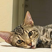 Ares joined the competition — help win amazing prizes! cat, tabby, pet, feline, sleeping, lying_down, bed, indoors, portrait, close_up, whiskers, ears, eyes, striped_fur, brown, gray, relaxed, cute, animal, home