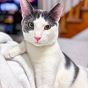 Nimbus joined the competition — help win amazing prizes! bokeh_background, cat, close_up, cozy_blanket, curious_expression, domestic_cat, eye_contact, gray_markings, green_eyes, high_key_lighting, indoor, paw, pet, pink_nose, portrait, relaxed, soft_texture, staircase, whiskers, white_fur