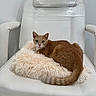animal, cat, cozy, feline, fluffy_cushion, front_view, fur, furniture, ginger_cat, green_eyes, home, indoor, lying_down, pet, pointed_ears, portrait, relaxed, sitting, striped_tail, white_chair