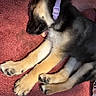 Roxie joined the competition — help win amazing prizes! puppy, dog, german_shepherd, sleeping, lying_down, black_and_tan, purple_collar, paws, fur, carpet, indoor, pet, animal, cute, relaxed, resting, close_up, portrait, domestic_dog, floor