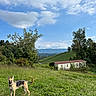 dog, german_shepherd, animal, pet, outdoors, meadow, grass, countryside, rural, landscape, mountains, hills, trees, blue_sky, clouds, sunlight, farmhouse, building, nature, scenic
