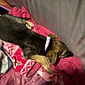 Roxie is registered to the contest to win money with this photo: puppy, dog, sleeping, sleepy, curled_up, harness, blanket, pink_blanket, bed, bedding, cozy, indoors, resting, black_and_tan, paw, fur, pet, animal, cute, relaxed