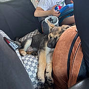 Roxie is registered to the contest to win money with this photo: puppy, dog, german_shepherd, sleeping, car, car_interior, child, tablet, passenger, seat, seat_cover, furry, cute, pet, animal, road_trip, resting, black_and_tan, portrait, family