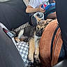 puppy, dog, german_shepherd, sleeping, car, car_interior, child, tablet, passenger, seat, seat_cover, furry, cute, pet, animal, road_trip, resting, black_and_tan, portrait, family