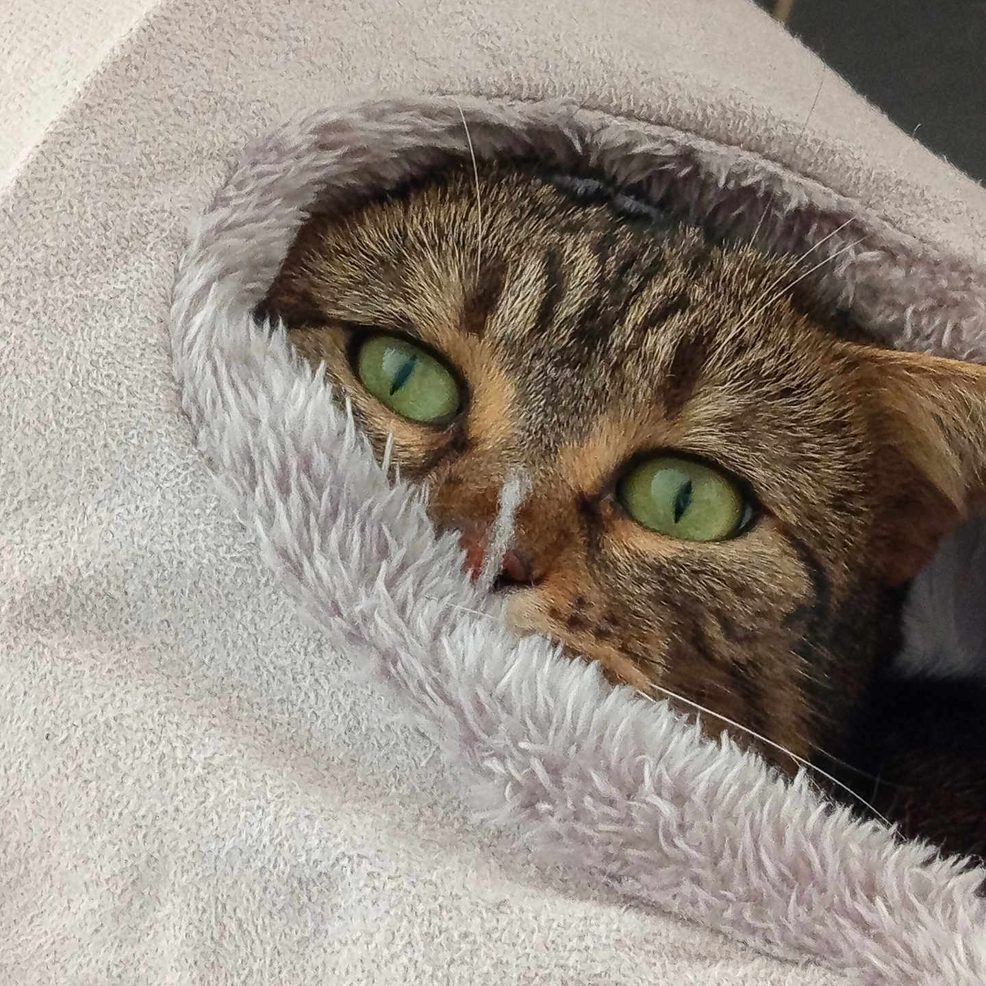 Tequila a rejoint le concours — aidez-le/la à gagner de superbes lots ! cat, green_eyes, blanket, cozy, fur, pet, animal, tabby, snuggled, soft_texture, cute, indoor, resting, closeup, whiskers, warmth, comfort, sleepy, furball, wrapped