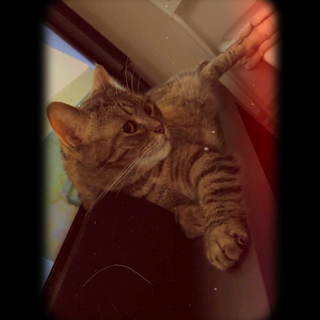 Siara a rejoint le concours — aidez-le/la à gagner de superbes lots ! animal, cat, cozy, curious, domestic_animal, ears, feline, fur, home, indoor, paw, pet, relaxed, resting, side_view, soft_light, tabby, vintage_effect, whiskers, window