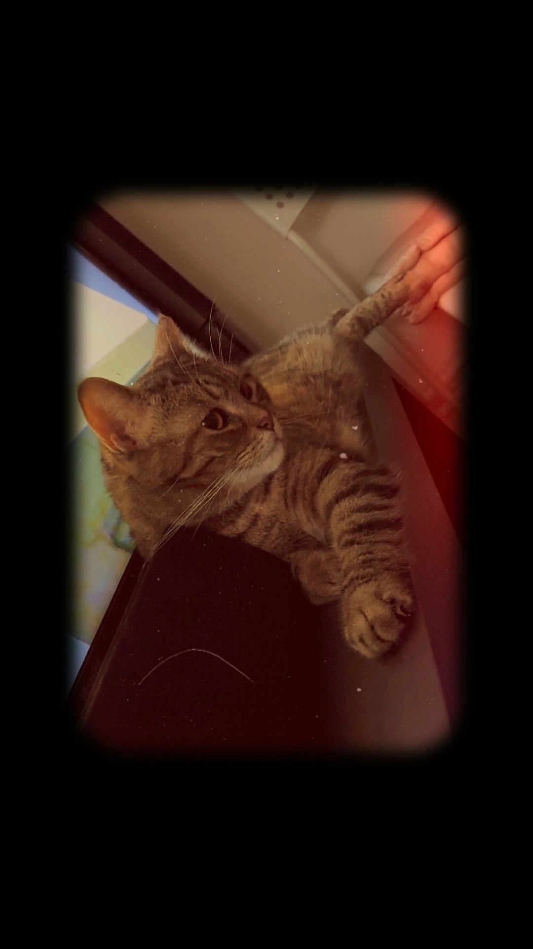 Siara a rejoint le concours — aidez-le/la à gagner de superbes lots ! cat, tabby, window, indoor, pet, feline, relaxed, fur, animal, resting, whiskers, ears, paw, side_view, cozy, vintage_effect, soft_light, home, domestic_animal, curious