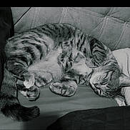 Siara a rejoint le concours — aidez-le/la à gagner de superbes lots ! cat, tabby, sleeping, curled_up, cushion, indoor, pet, fur, whiskers, relaxation, cozy, animal, paw, striped, resting, cute, domestic, feline, soft, peaceful