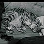 cat, tabby, sleeping, curled_up, cushion, indoor, pet, fur, whiskers, relaxation, cozy, animal, paw, striped, resting, cute, domestic, feline, soft, peaceful