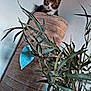 kitten, cat, scratching_post, plant, indoor, curious, pet, feline, greenery, closeup, young_animal, home, cute, eyes, whiskers, fur, domestic_animal, texture, leaf, nature