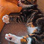 Aïko a rejoint le concours — aidez-le/la à gagner de superbes lots ! animal, cat, closeup, comfort, cozy, cute, domestic_cat, friendship, fur, human_hand, indoor, kitten, nap, paw, pet, resting, sleeping, soft, tabby, warm