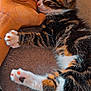 kitten, cat, sleeping, paw, human_hand, tabby, fur, cute, nap, resting, closeup, pet, animal, domestic_cat, cozy, warm, soft, indoor, comfort, friendship