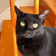 Molly joined the competition — help win amazing prizes! animal, architecture, blackcat, building, cat, handrail, hardwood, house, housing, indoors, interiordesign, kitten, manx, pet, plywood, stainedwood, staircase, wood