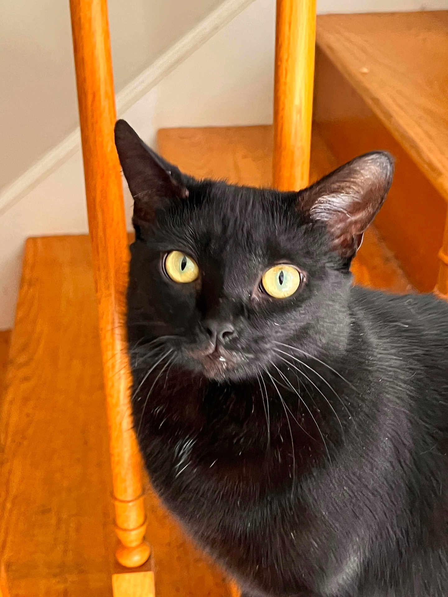 Molly