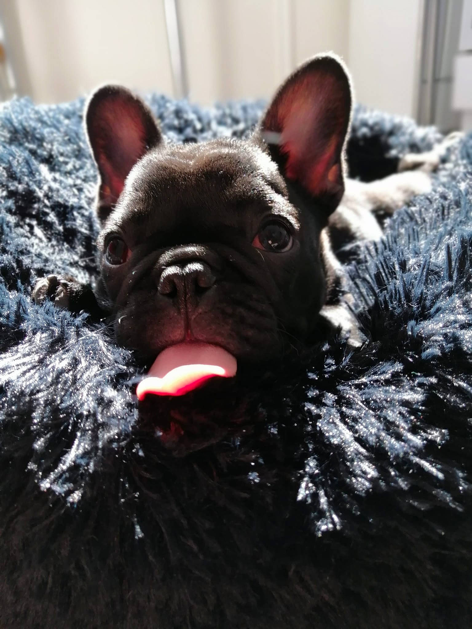 Bulma a rejoint le concours — aidez-le/la à gagner de superbes lots ! bulldog, canidae, carmine, carnivore, close_up, companion_dog, dog, dog_breed, ear, fawn, fur, grass, liver, snout, sporting_group, terrestrial_animal, toy_dog, whiskers, working_animal, wrinkle