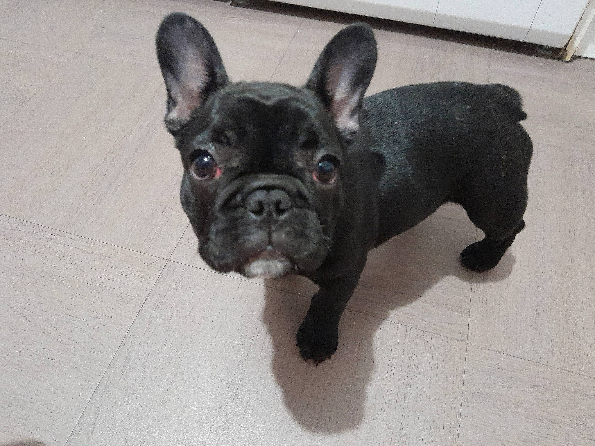 Bulma participe au concours pour gagner de l'argent avec cette photo : bulldog, canidae, carnivore, companion_dog, dog, dog_breed, ear, eye, fawn, flooring, french_bulldog, head, sculpture, snout, sporting_group, terrestrial_animal, toy_dog, whiskers, working_animal, wrinkle
