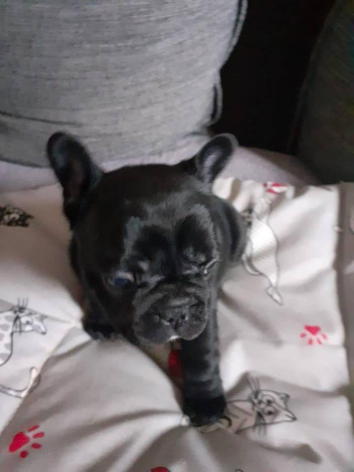 Bulma a rejoint le concours — aidez-le/la à gagner de superbes lots ! canidae, carnivore, comfort, companion_dog, dog, dog_breed, ear, fawn, fur, grey, linens, non_sporting_group, snout, sporting_group, terrestrial_animal, toy_dog, whiskers, working_animal, wrinkle