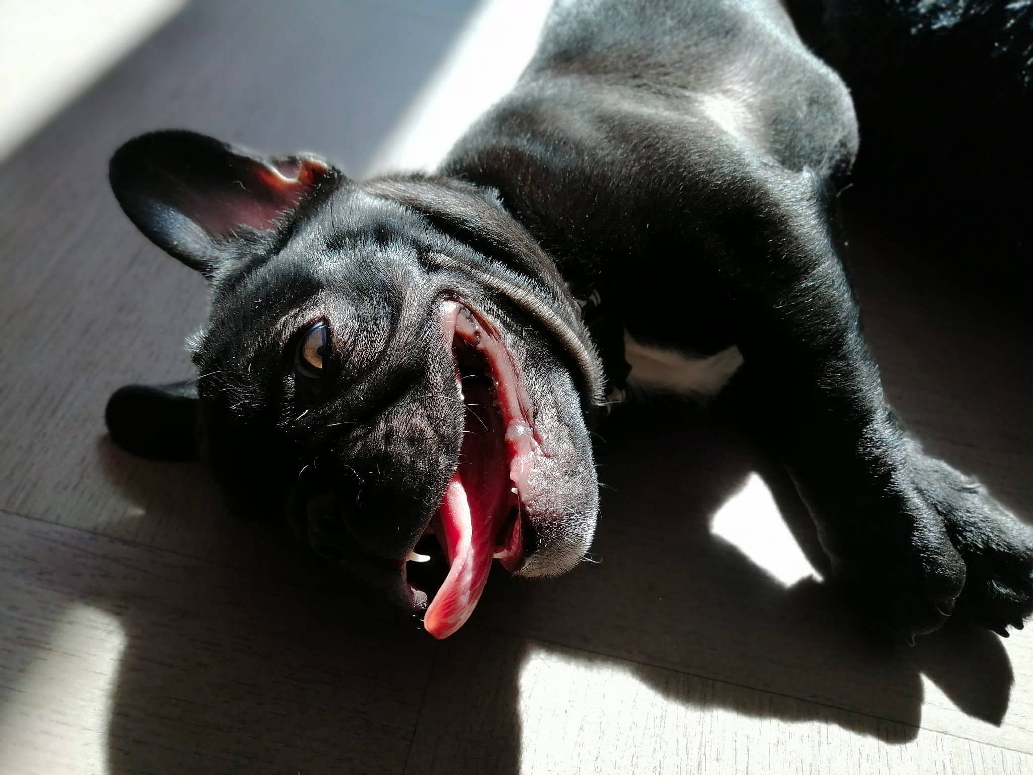 Bulma a rejoint le concours — aidez-le/la à gagner de superbes lots ! bulldog, canidae, carnivore, collar, companion_dog, dog, dog_breed, dog_collar, fawn, fur, guard_dog, jaw, molosser, snout, sporting_group, terrestrial_animal, whiskers, working_animal, wrinkle, yawn