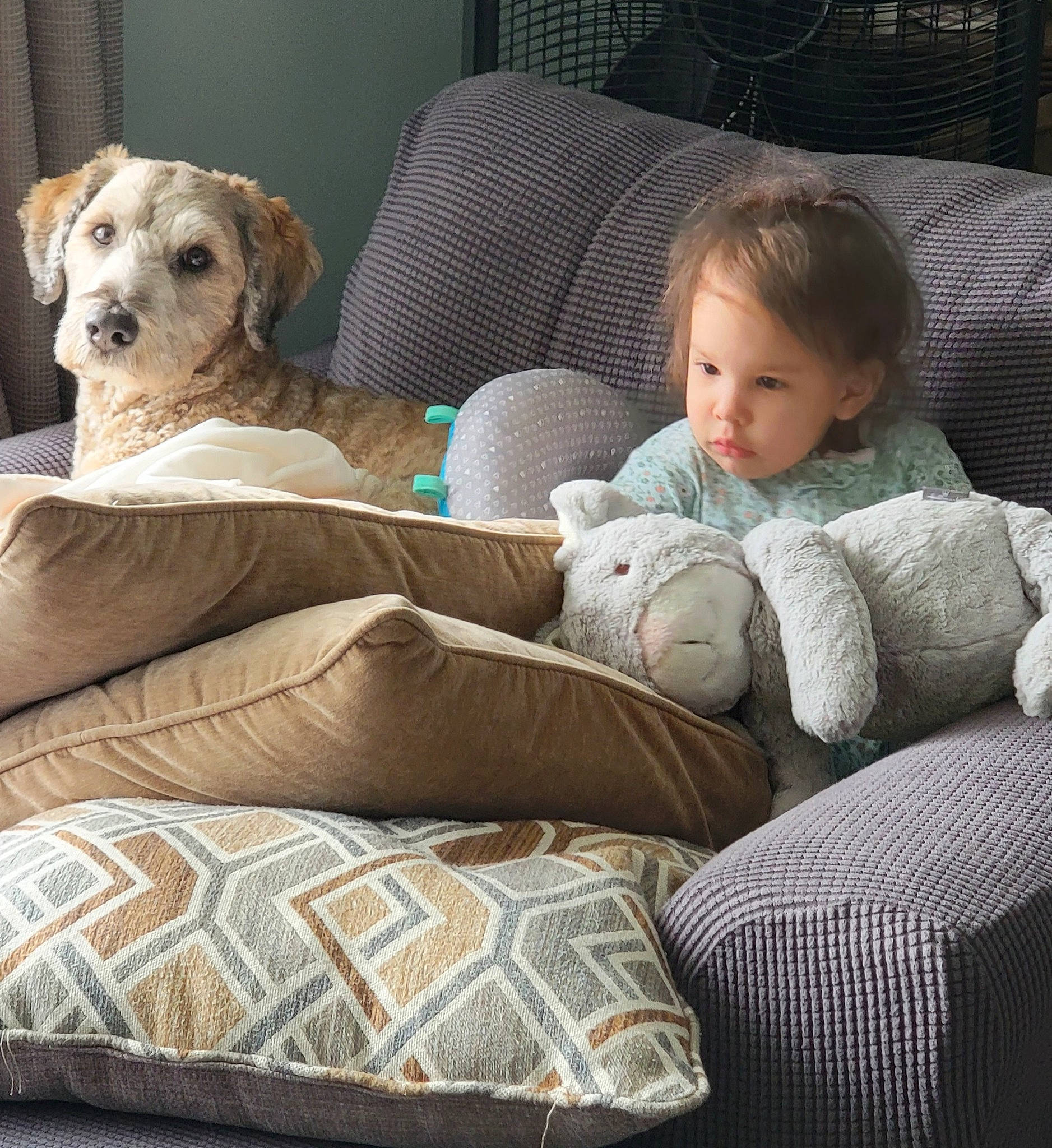 Leilani joined the competition — help win amazing prizes! baby, baby_toddler_clothing, carnivore, child, comfort, companion_dog, couch, dog, dog_breed, dog_supply, fawn, fur, linens, living_room, person, pillow, sitting, sofa_bed, studio_couch, throw_pillow