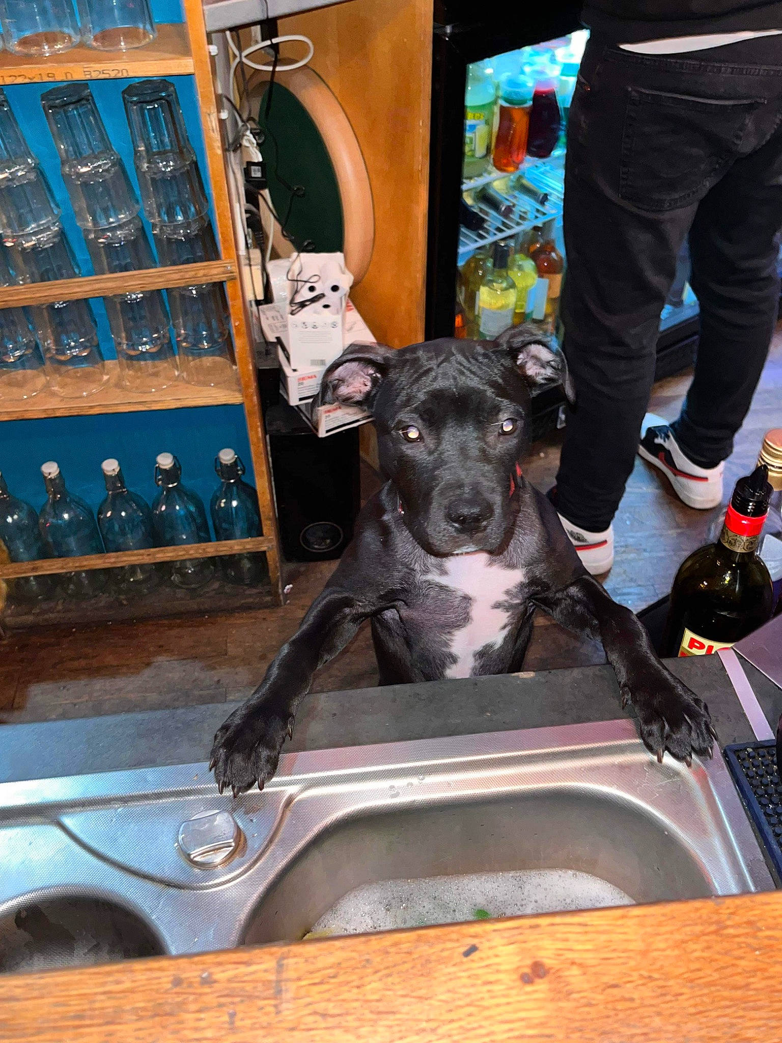 Olive a rejoint le concours — aidez-le/la à gagner de superbes lots ! art, auto_part, automotive_exterior, bottle, bumper, canidae, carnivore, companion_dog, dog, dog_breed, fawn, glass, guard_dog, human_leg, machine, metal, motor_vehicle, sculpture, sporting_group, working_animal