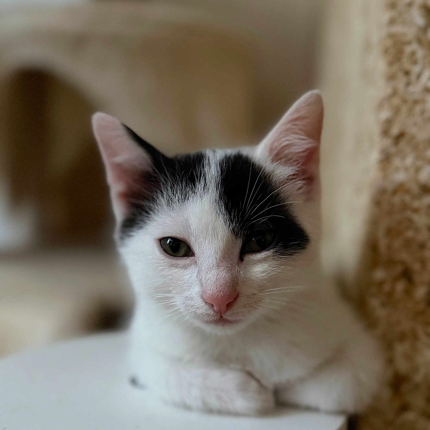 Oreo participe au concours pour gagner de l'argent avec cette photo : adorable, animal, black_and_white, calm, cat, closeup, cute, domestic_cat, ears, face, feline, fur, indoor, kitten, pet, resting, soft_focus, whiskers, white_surface, young_cat