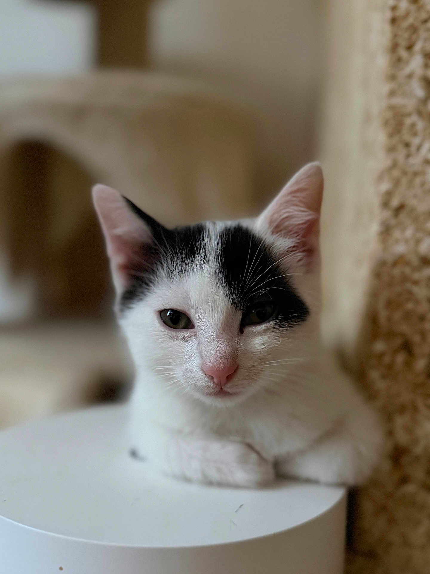 Oreo