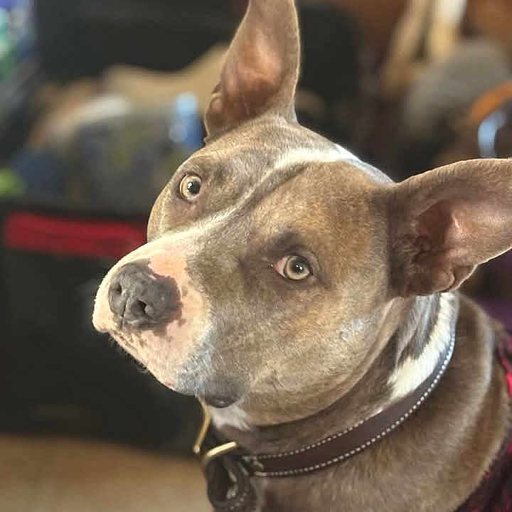 Roxy is registered to the contest to win money with this photo: accessories, animal, bostonbull, bulldog, canine, doctor, dog, frenchbulldog, hound, husky, indoors, interiordesign, person, pet, pitbull, puppy, snout, strap, sweating, whitedog