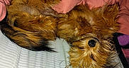 Littleman is registered to the contest to win money with this photo: adorable, animal, bed, blanket, canine, cozy, cute, cute_pet, dog, domestic_animal, fur, fur_texture, indoor, lying_down, mammal, pet, relaxed, resting, sleeping, small_dog
