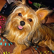 Littleman is registered to the contest to win money with this photo: animal, blanket, close_up, colorful, dog, ears, face, fluffy, fur, golden_brown, happy, indoors, lying_down, pet, portrait, shaggy, small_dog, smiling, tongue, yorkshire_terrier