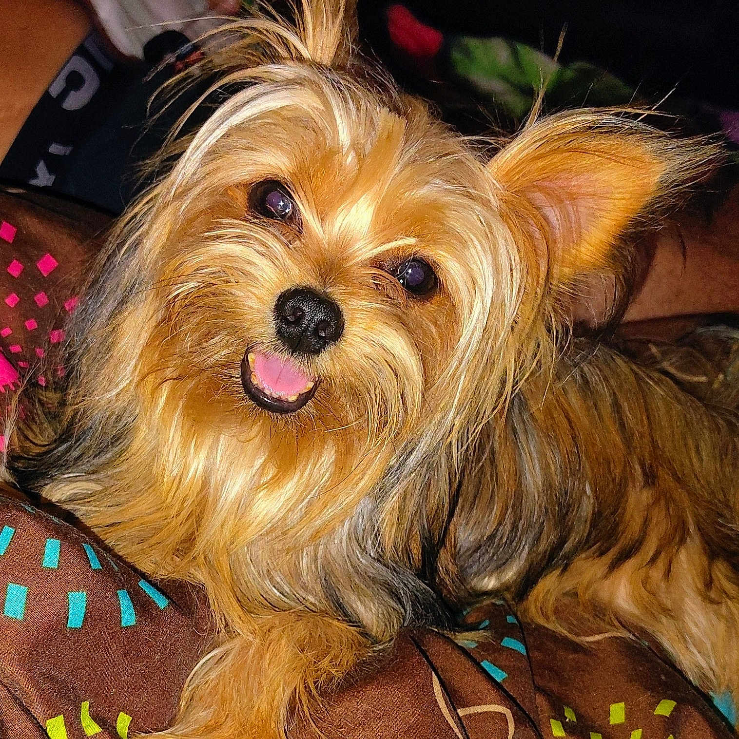 Littleman