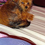 Littleman is registered to the contest to win money with this photo: dog, small_dog, brown_fur, bed, blanket, furniture, wooden_drawer, pet, indoor, striped_bedspread, curled_up, looking_back, cozy, animal, companion, domestic, cute, fur, resting, quiet